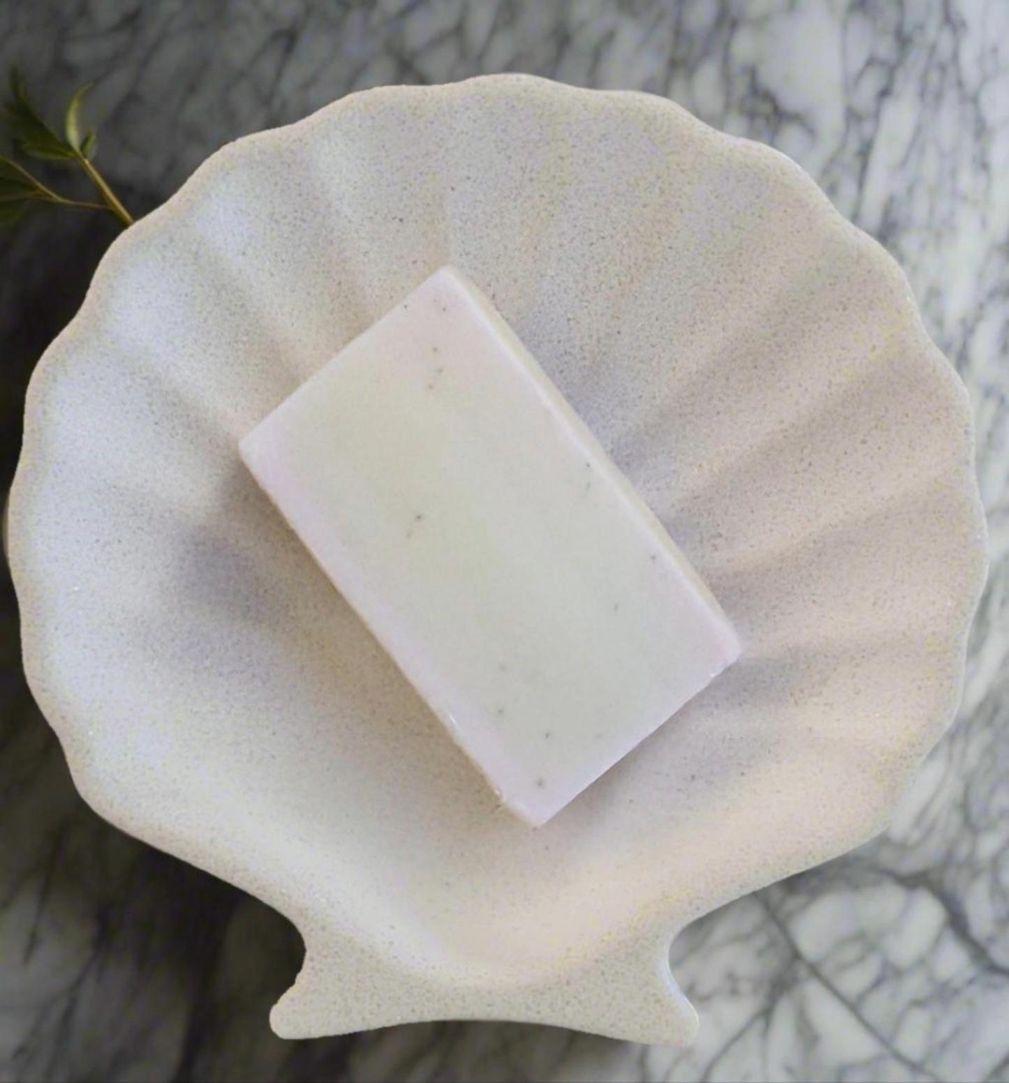 Shell soap Dish